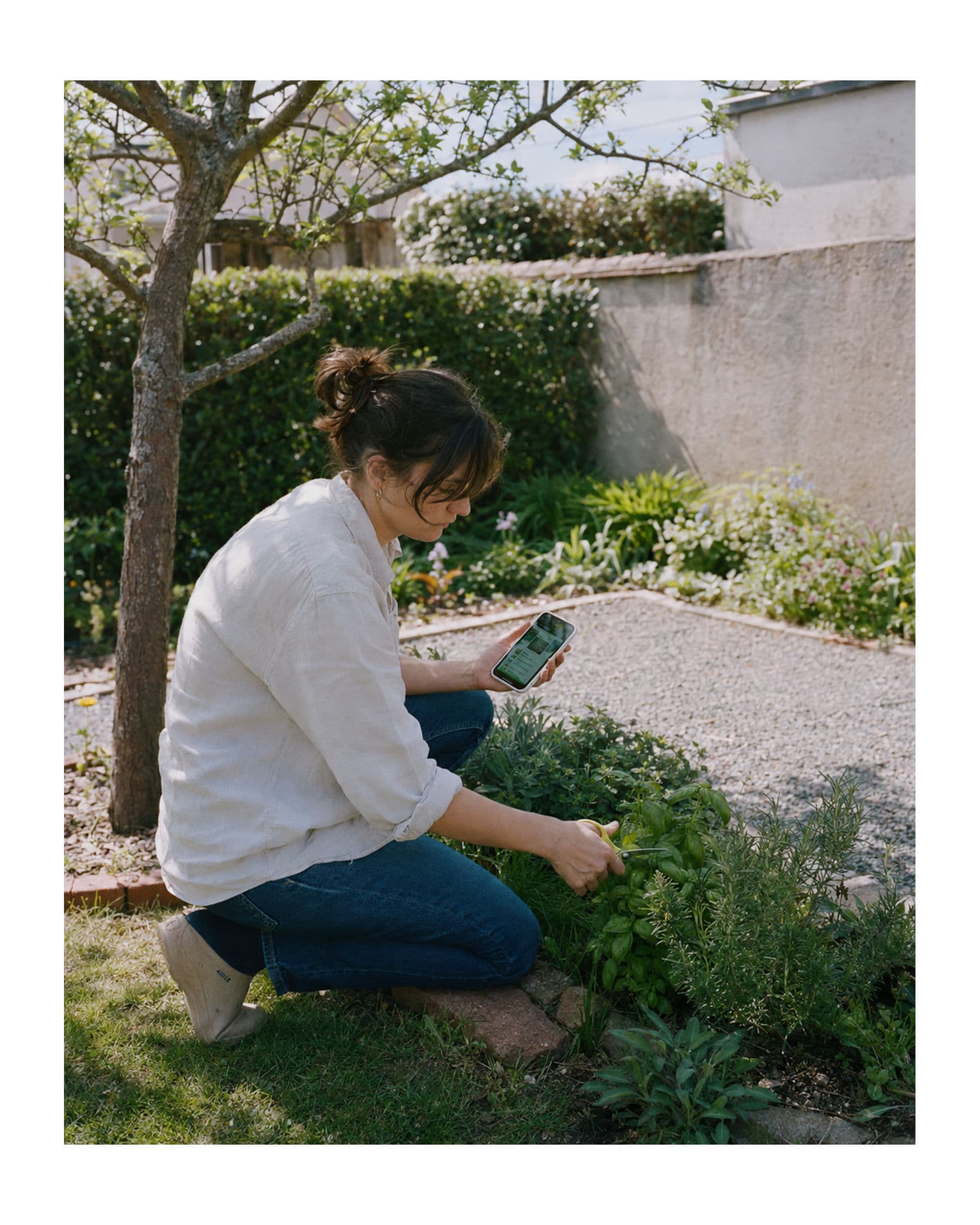 Jardinière taillant des herbes aromatiques en consultant l'application Irrigate sur son téléphone